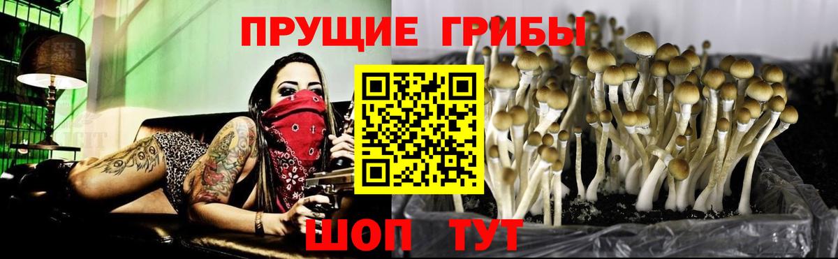 Галлюциногенные грибы Psilocybe  Вход с VPN  Александров 